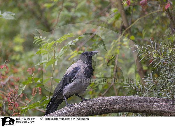 Nebelkrhe / Hooded Crow / PW-08554