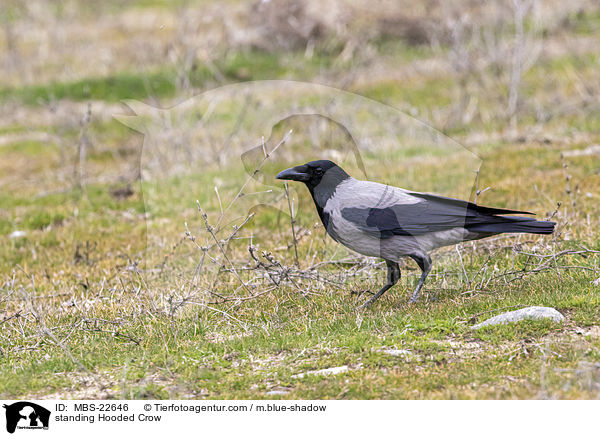 standing Hooded Crow / MBS-22646