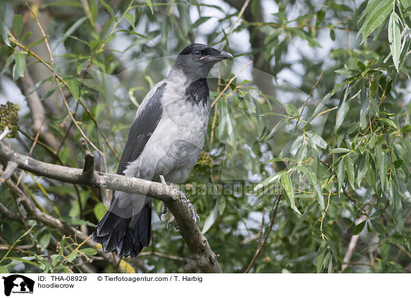 hoodiecrow / THA-08929