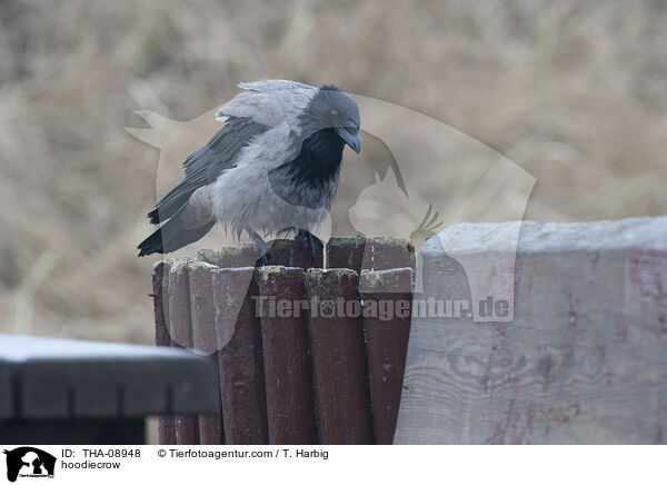 hoodiecrow / THA-08948