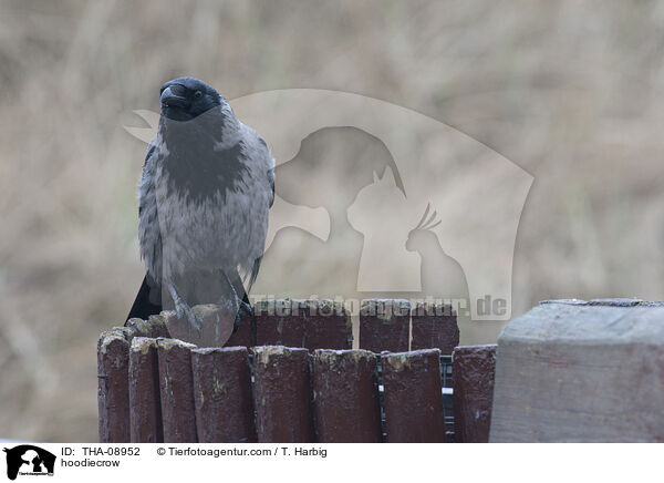 Nebelkrhe / hoodiecrow / THA-08952
