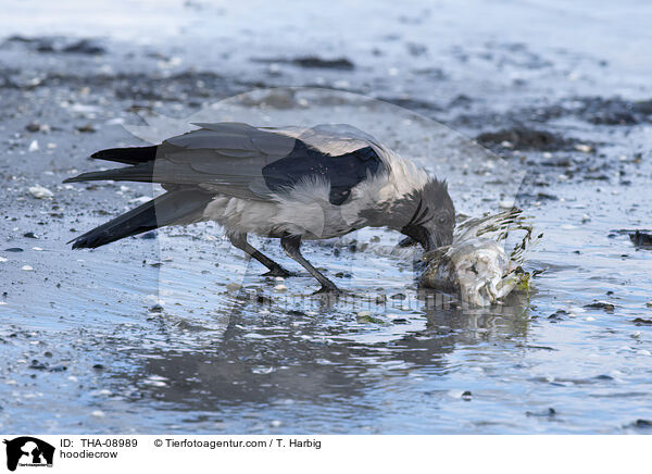 hoodiecrow / THA-08989