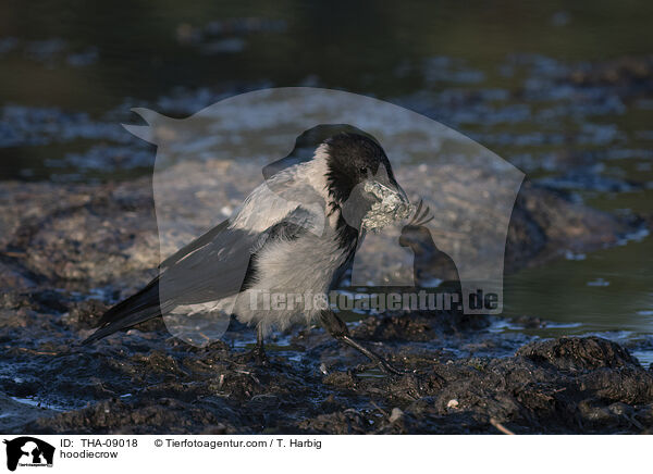 hoodiecrow / THA-09018