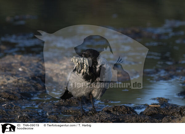 hoodiecrow / THA-09019