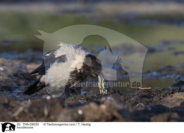 hoodiecrow / THA-09020