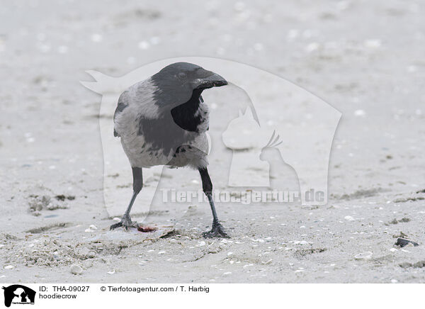 hoodiecrow / THA-09027