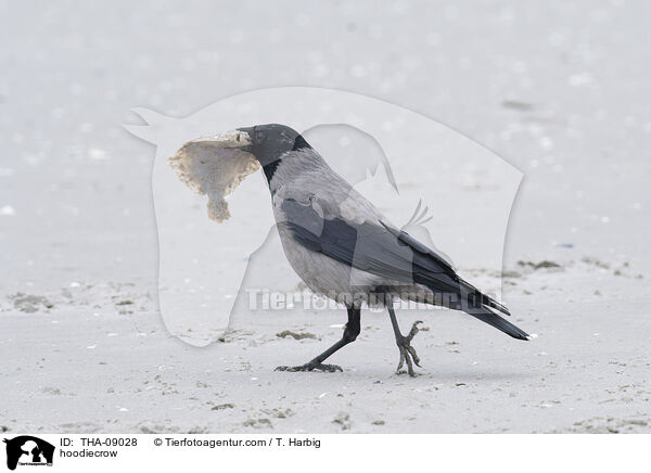 hoodiecrow / THA-09028