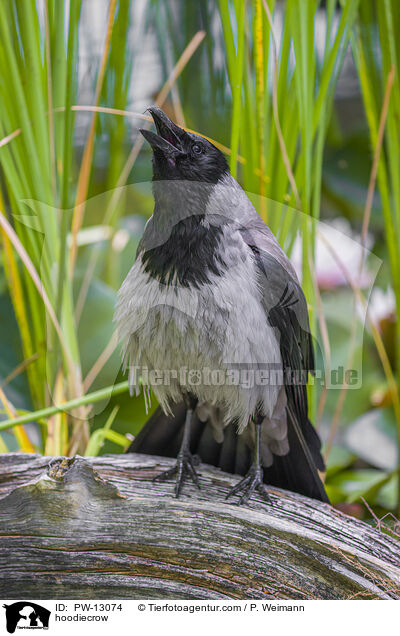 Nebelkrhe / hoodiecrow / PW-13074