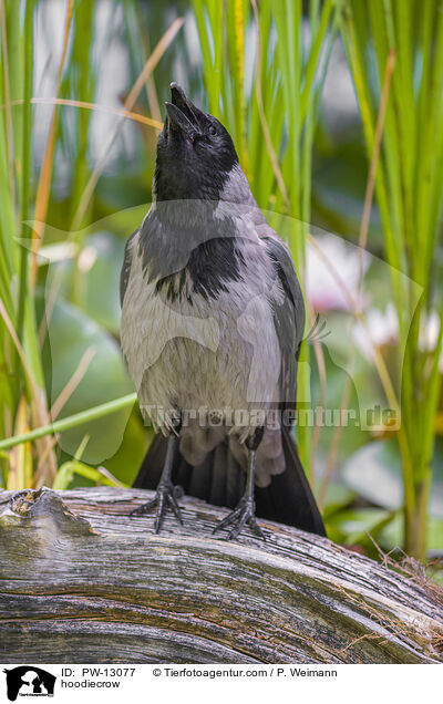 Nebelkrhe / hoodiecrow / PW-13077