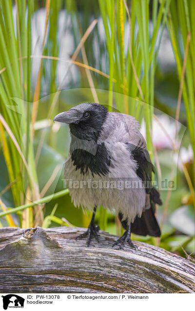 Nebelkrhe / hoodiecrow / PW-13078