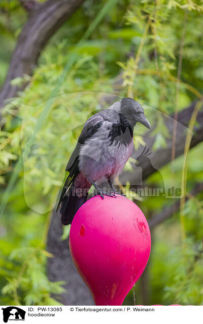 hoodiecrow / PW-13085