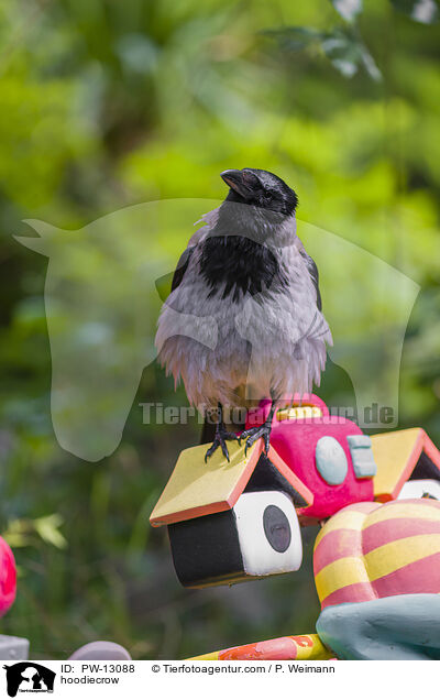 Nebelkrhe / hoodiecrow / PW-13088