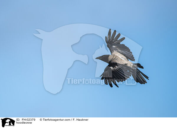 hoodiecrow / FH-02379