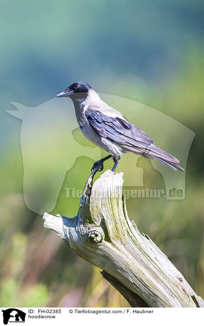 hoodiecrow / FH-02385