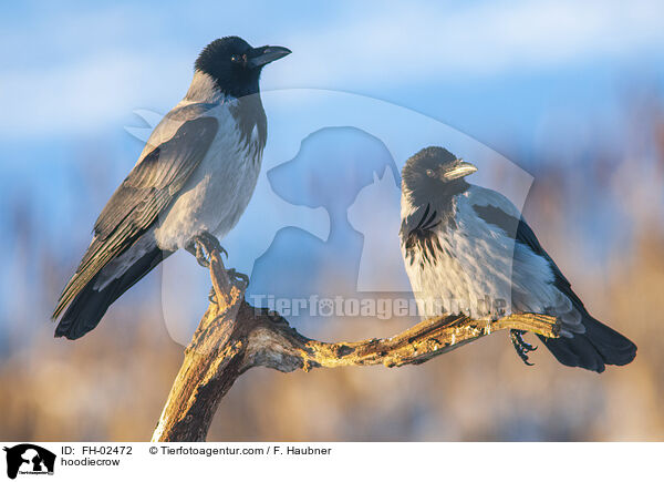 hoodiecrow / FH-02472