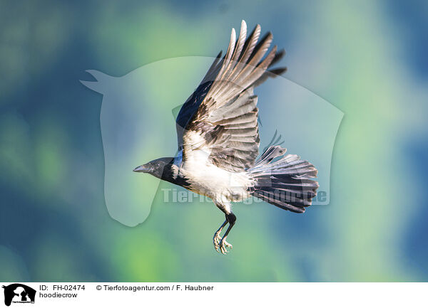 Nebelkrhe / hoodiecrow / FH-02474