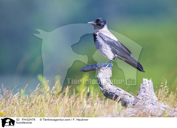 hoodiecrow / FH-02476