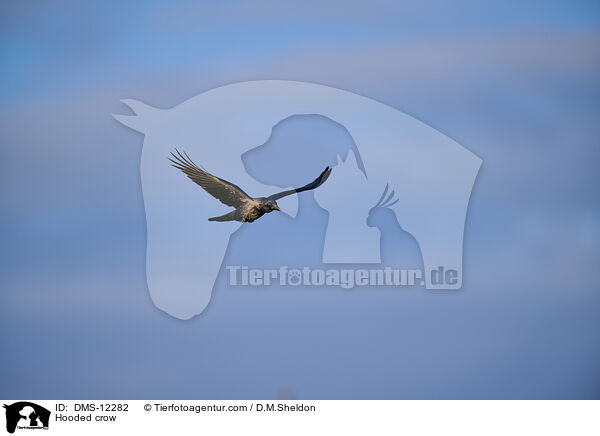 Nebelkrhe / Hooded crow / DMS-12282