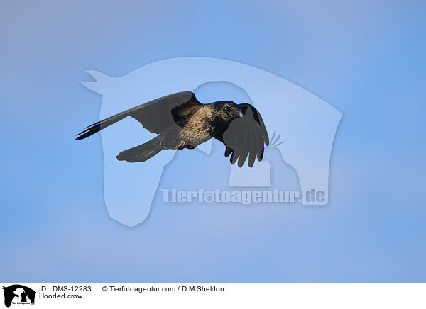 Nebelkrhe / Hooded crow / DMS-12283