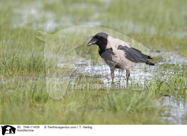 Nebelkrhe / hoodiecrow / THA-11409