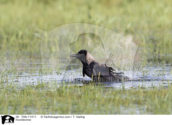 Nebelkrhe / hoodiecrow / THA-11411