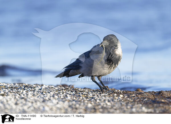 Nebelkrhe / hoodiecrow / THA-11490