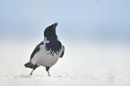 hoodiecrow