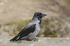 Hooded Crow