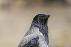 Hooded Crow portrait