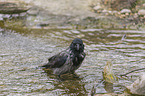 Hooded Crow in the water