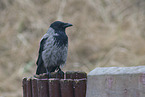 hoodiecrow