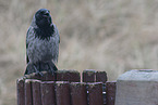 hoodiecrow