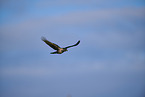 Hooded crow