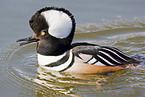 hooded merganser