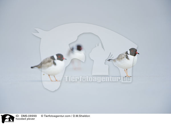 hooded plover / DMS-08999