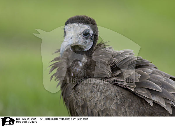 Hooded Vulture / WS-01309