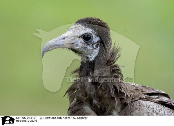 Hooded Vulture / WS-01310