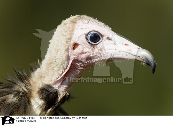 hooded vulture / WS-04461