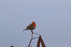 house finch