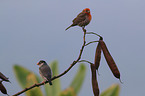 2 birds