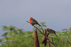 2 birds
