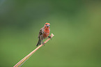 house finch