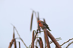 house finch