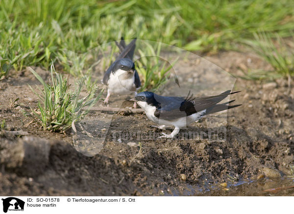 house martin / SO-01578