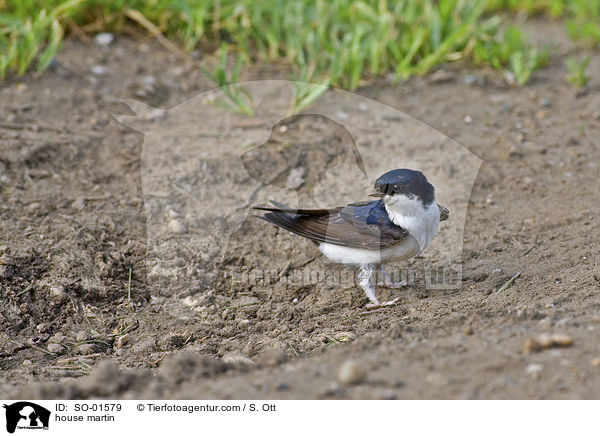 house martin / SO-01579