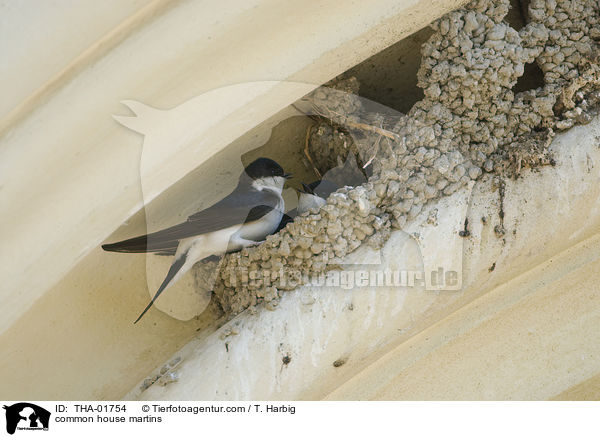 common house martins / THA-01754