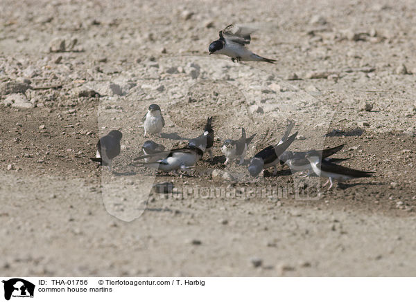 Mehlschwalben / common house martins / THA-01756