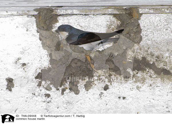 common house martin / THA-09448
