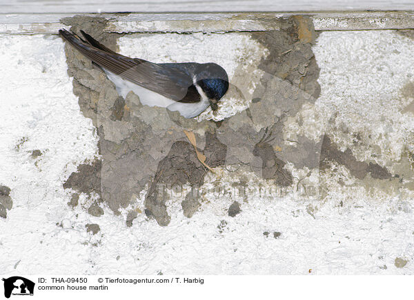 Mehlschwalbe / common house martin / THA-09450