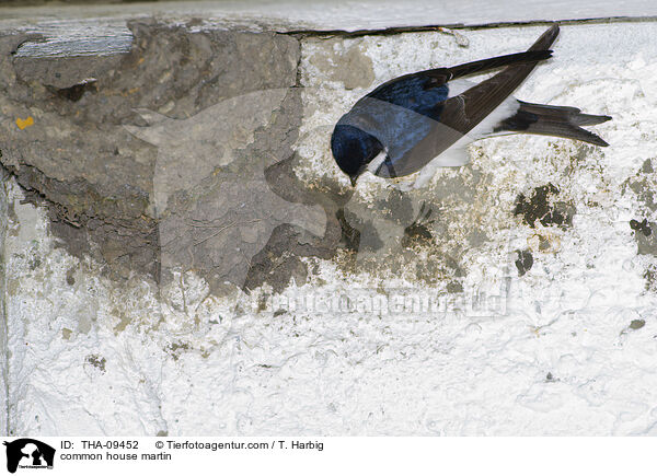 common house martin / THA-09452